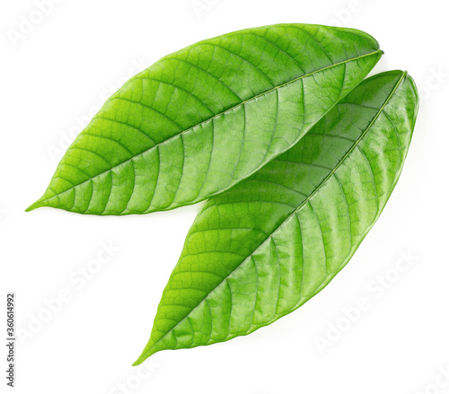 Obraz na płótnie fresh cocoa leaves isolated on white background, top view