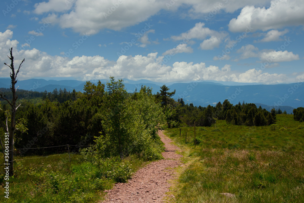 Panoramaweg Schliffkopf im Nordschwarzwald Panoramaweg Schliffkopf im Nordschwarzwald