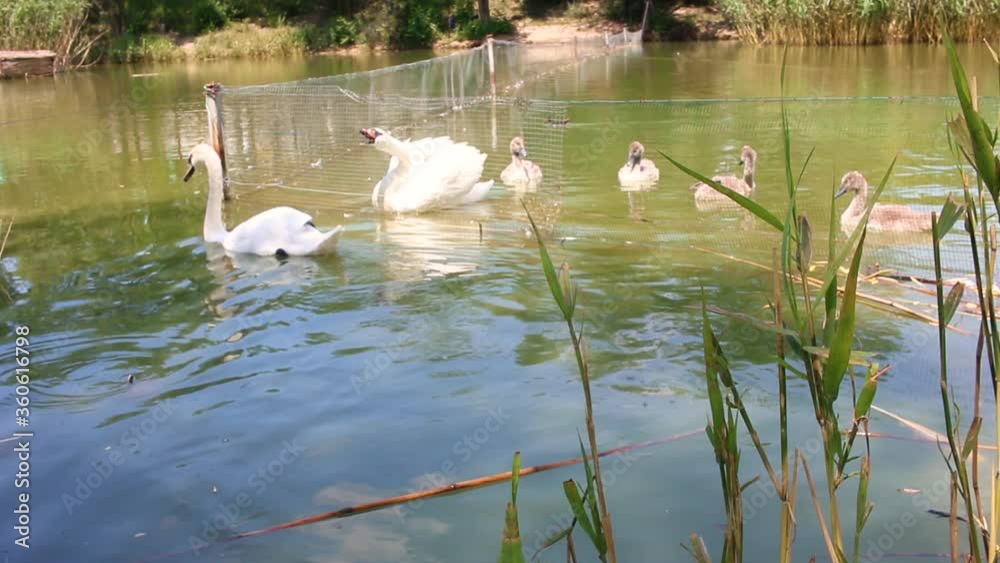 Swans swim in their lake. Lake with swans in the center of the city. Beautiful white swans, taking care of the environment, protecting the environment and biosystems. Swans swim in their lake. Lake with swans in the center of the city. Beautiful white swans, taking care of the environment, protecting the environment and biosystems.