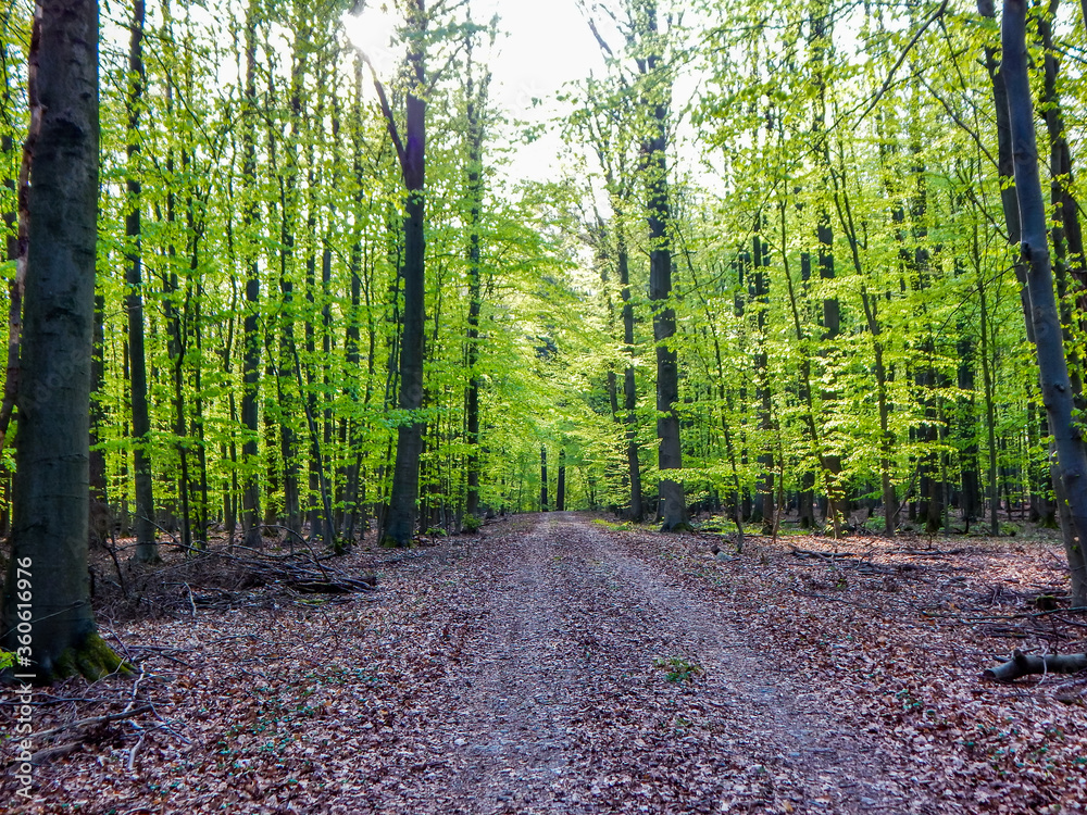 Obraz premium footpath in the forest