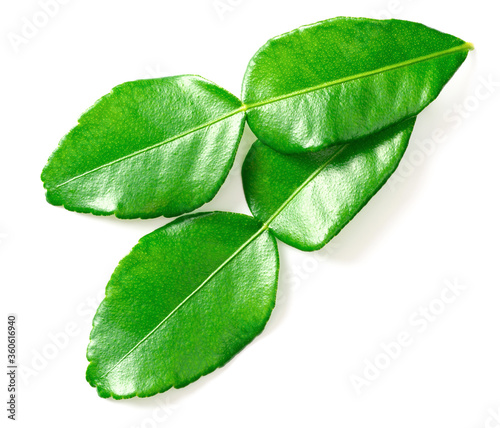 fresh kaffir lime leaves isolated on white background, top view photo