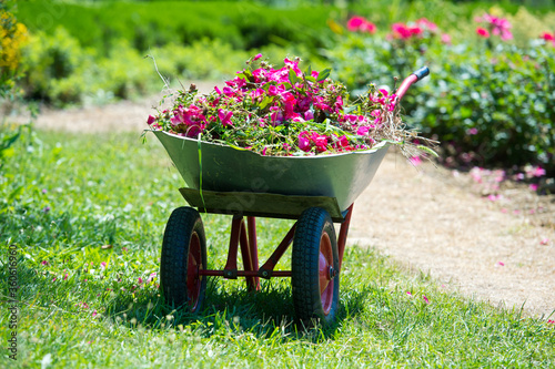 Garden cart with cut-off faded roses. Care for roses after flowering. Gardening.