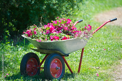 Garden cart with cut-off faded roses. Care for roses after flowering. Gardening.