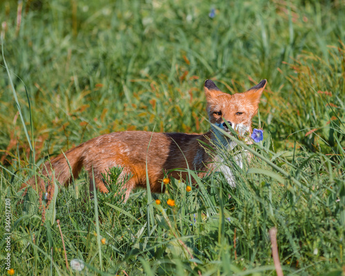 Red fox sniffs flower in summer field