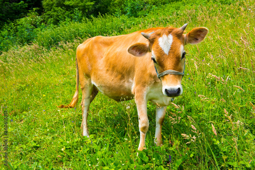 Fototapeta premium Cow on green pasture.