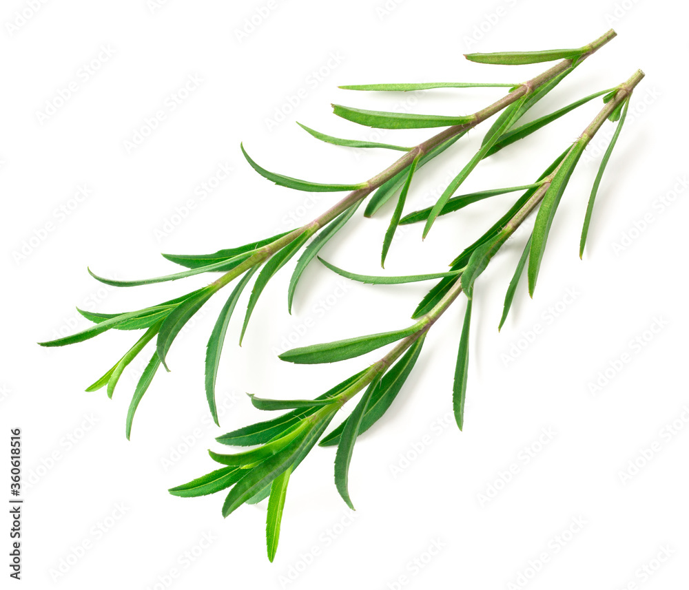 Fototapeta premium fresh sweet marigold twigs isolated on white background, top view