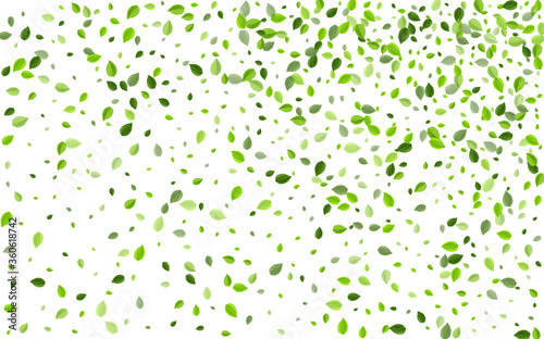 Olive Foliage Tree Vector Banner. Ecology Greens 
