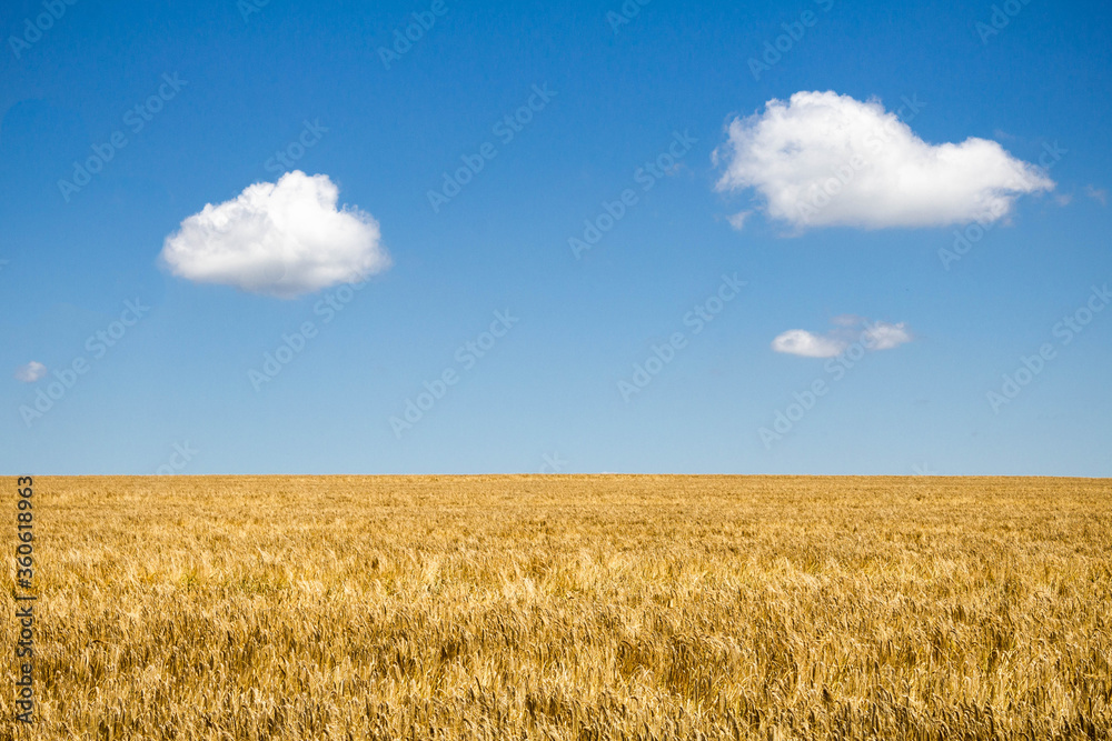 Wheat field under bright blue sky