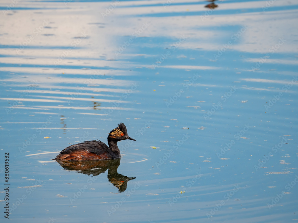 Close up shot of a Black-necked grebe swimming in a pond Close up shot of a Black-necked grebe swimming in a pond
