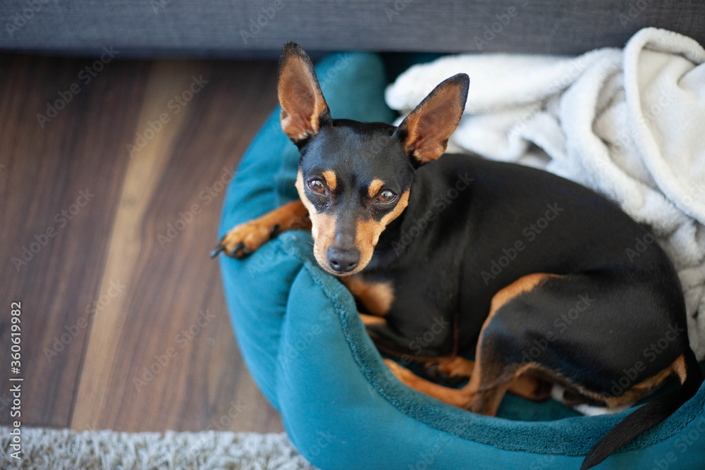 portrait of a miniature pinscher dog relaxing in bed