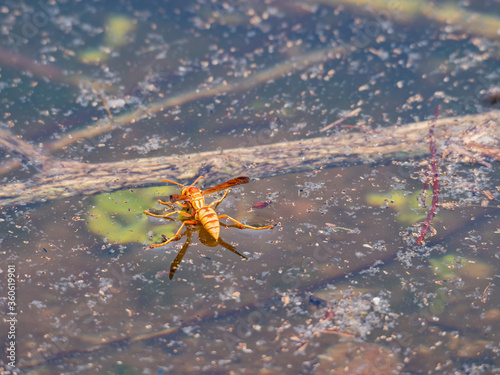 Close up shot of a Polistinae bee resting on the water surface
