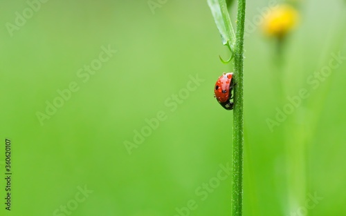 Ein roter Marienkäfer an einem aufrechten Grashalm isoliert vor grünem Hintergrund, Coccinellidae, Glückskäfer