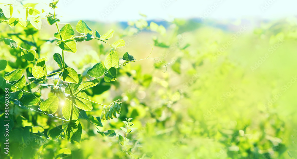 natural background with fresh juicy green foliage. plants outdoors on meadow. artistic image of freshness nature. ecology, growth, save earth concept. natural background with fresh juicy green foliage. plants outdoors on meadow. artistic image of freshness nature. ecology, growth, save earth concept.