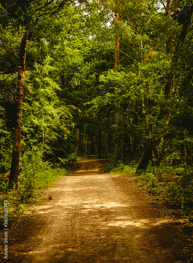 Obraz premium Walking path in the forest with trees on both sides. Hiking concept.