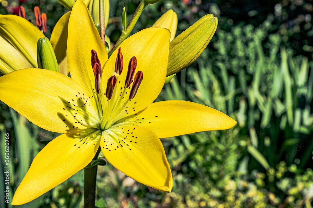 yellow lily in the garden a beautiful flower summer day close up yellow lily in the garden a beautiful flower summer day close up