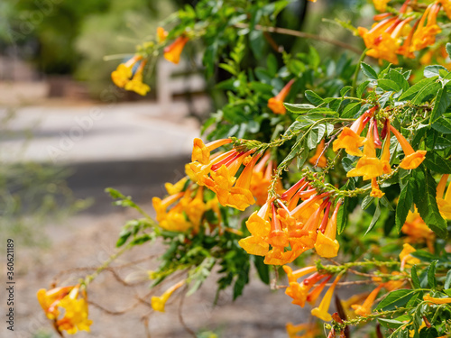 Close up shot of orange Trumpetbush blossom