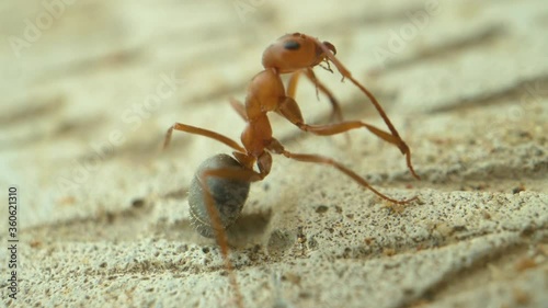 Macro shot of the ant in slow motion closeup