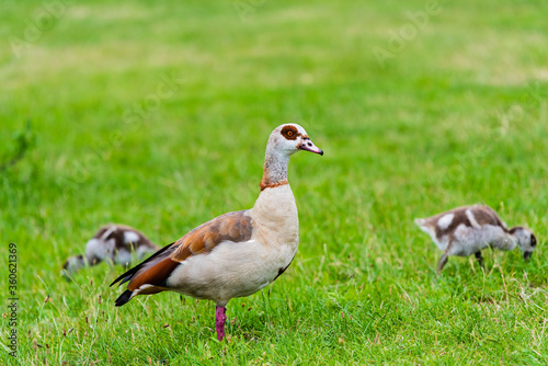 egyptian goose with goslings