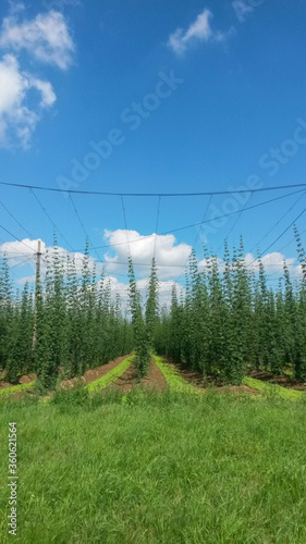 Hopfenfeld photo