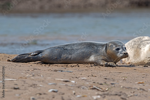 Newborn Harbour Seal (Phoca vitulina) Pup on the Norfolk Coast © davemhuntphoto