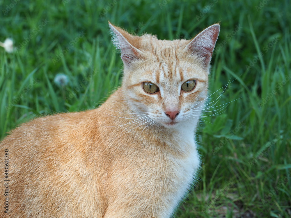 Beautiful red cat posing on a background of green grass