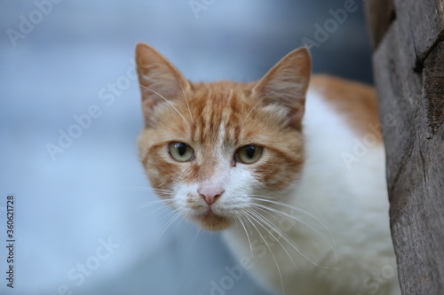 portrait of a cat