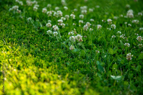 Mowing grass in the summer garden