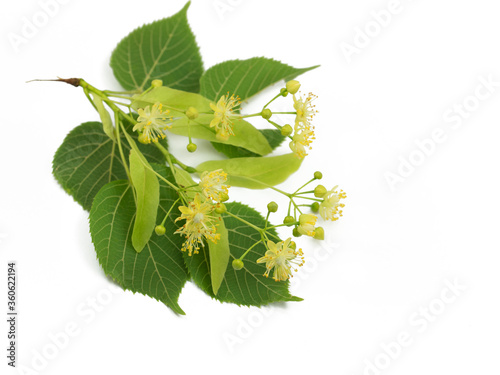 Lindenblüten und Blätter isoliert vor weißem Hintergrund photo