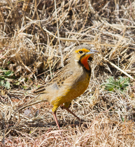 Cape Longclaw (Macronyx capensis) or orange-throated longclaw closeup standing in dry grass in South Africa