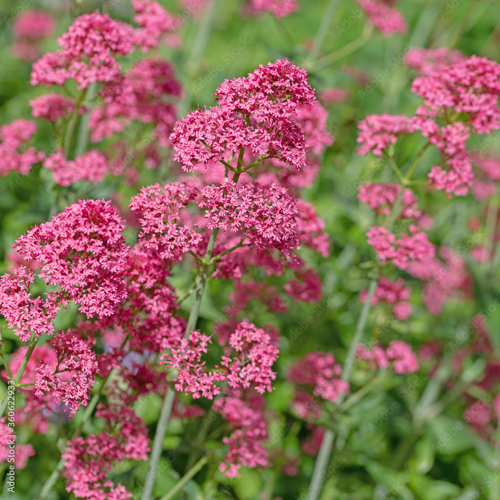 Blühende Spornblume, Centranthus ruber, Nahaufnahme Blühende Spornblume, Centranthus ruber, Nahaufnahme