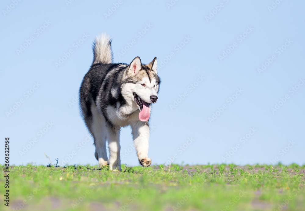 dog on a summer walk