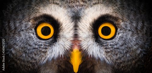 Big yellow eyes of a owl close-up. Great owl eyes looking at camera. Strigiformes nocturnal birds of prey, binocular vision