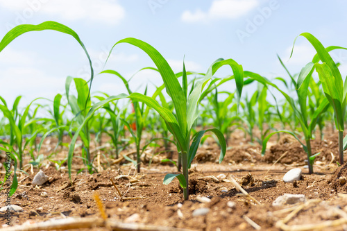 Green corn maize plants on a field. Agricultural landscape.