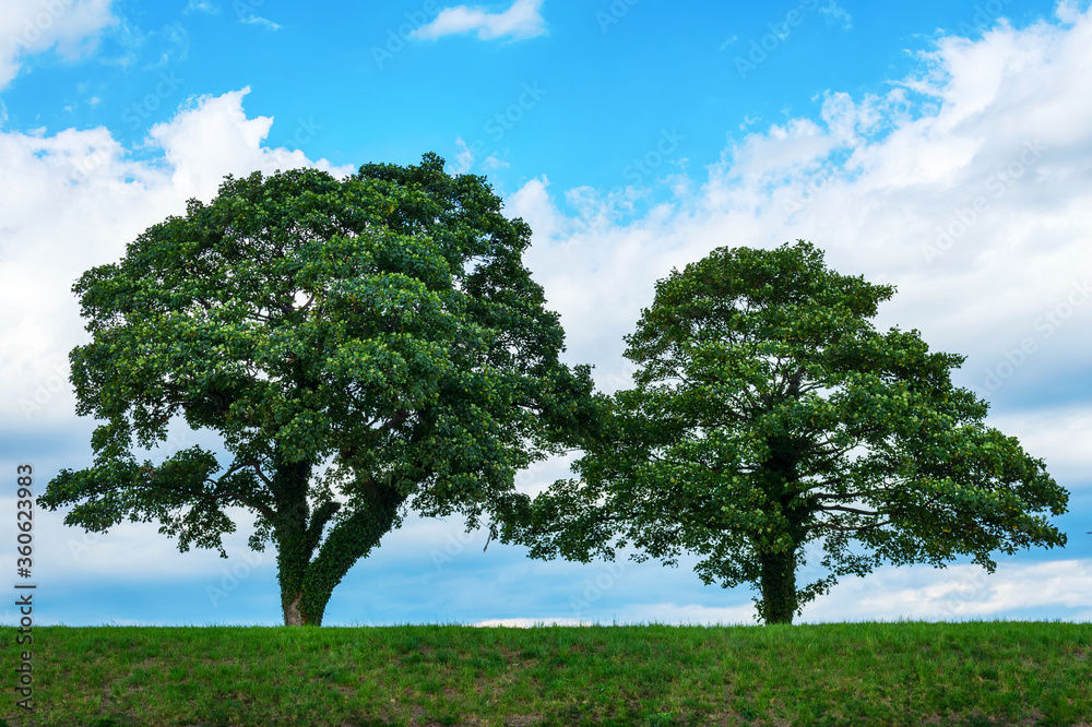 Two beautiful green trees on a background of cloudy sky. Nature. Two beautiful green trees on a background of cloudy sky. Nature.