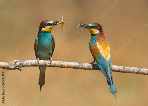 Bee eaters eating insects over branch