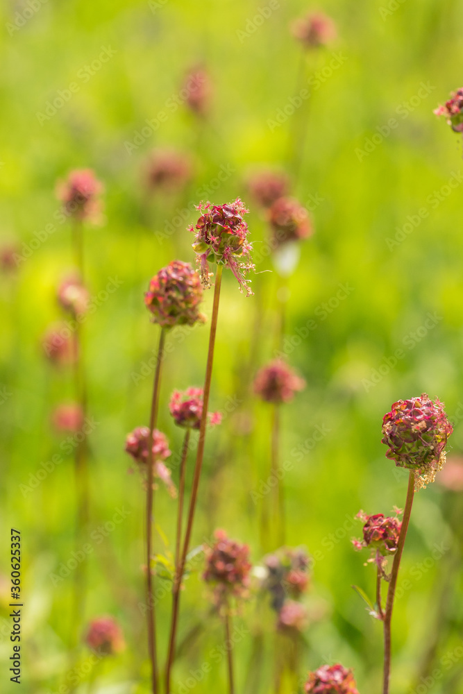 Closeup of Small Burnet flowers (Sanguisorba minor) Closeup of Small Burnet flowers (Sanguisorba minor)