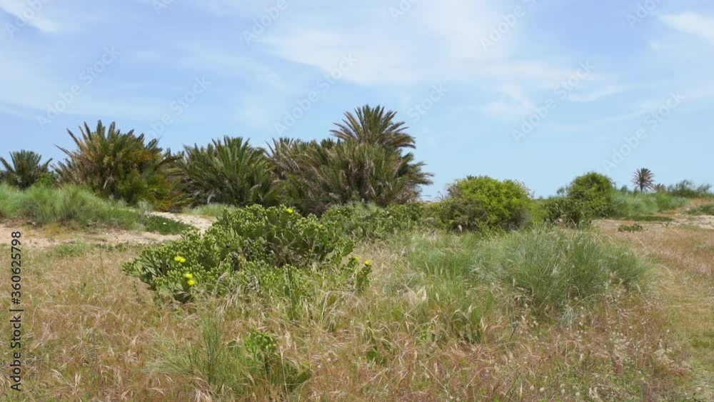 Different green trees, shrubs, flowers and grass growing outside in deserted Tunisian landscape. Different green trees, shrubs, flowers and grass growing outside in deserted Tunisian landscape.
