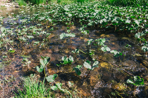 Ufa, Russia June 17, 2020 view of a calm mountain river with clear water, algae and pebbles at the bottom on a sunny day Ufa, Republic of Bashkortostan, Russia