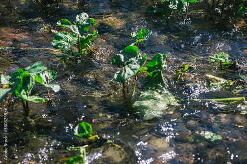 Ufa, Russia June 17, 2020 view of a calm mountain river with clear water, algae and pebbles at the bottom on a sunny day
Ufa, Republic of Bashkortostan, Russia
