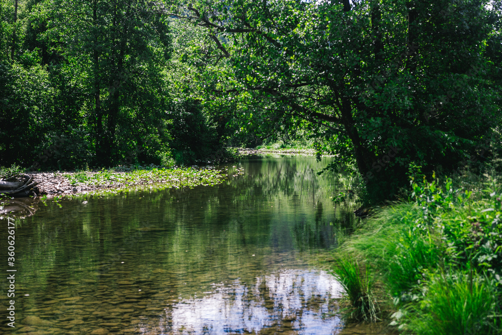 view of a calm mountain river among the green forest on a sunny day