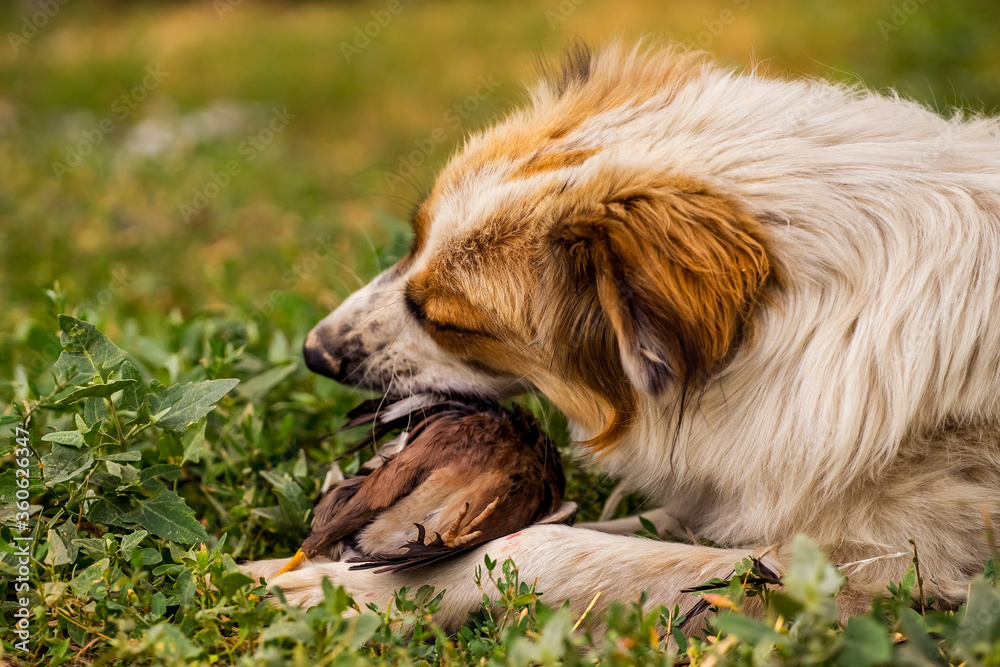 Dog with prey. Wild bird in the jaws of a dog. The dog is eating a bird. Closeup. The dog