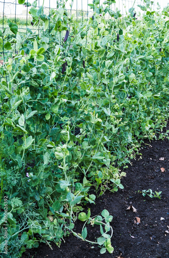 butter bean stalks with leaves in the backyard garden bed, along the wire wall butter bean stalks with leaves in the backyard garden bed, along the wire wall