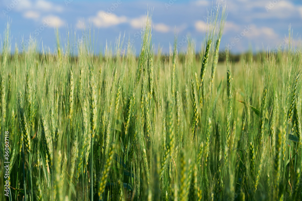 green wheat field on blue sky background green wheat field on blue sky background