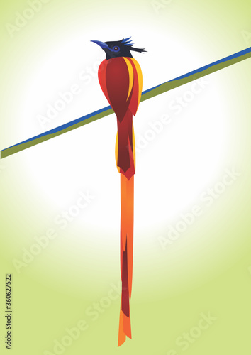 Asian Paradise Fly Catcher
