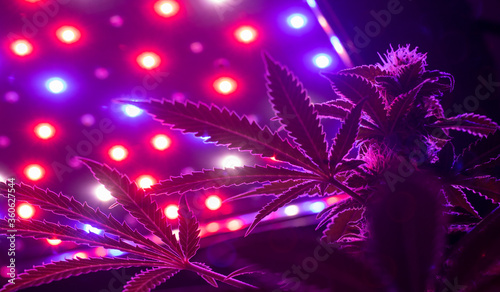 Bottom view up of indoor growing of Sativa or Indica cannabis leaves and flowers under infrared LED lights.