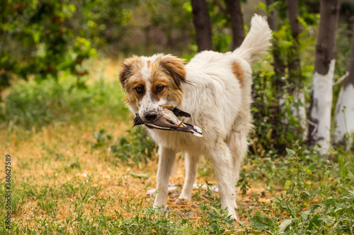 Dog with prey. Wild bird in the jaws of a dog. The dog is eating a bird. Close-up. The dog caught a wild bird. Fluffy white pet with red spots eating a sparrow. The body of a dead bird. Green grass