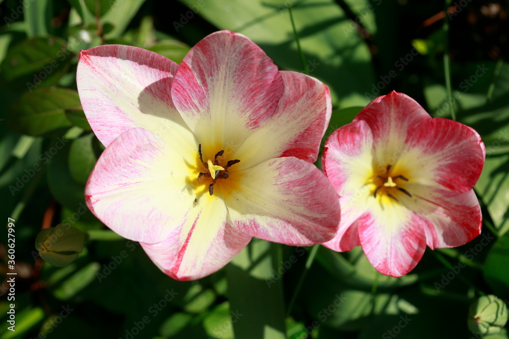 Rosa blühendeTulpen (Tulipa), Closeup, Deutschland Rosa blühendeTulpen (Tulipa), Closeup, Deutschland