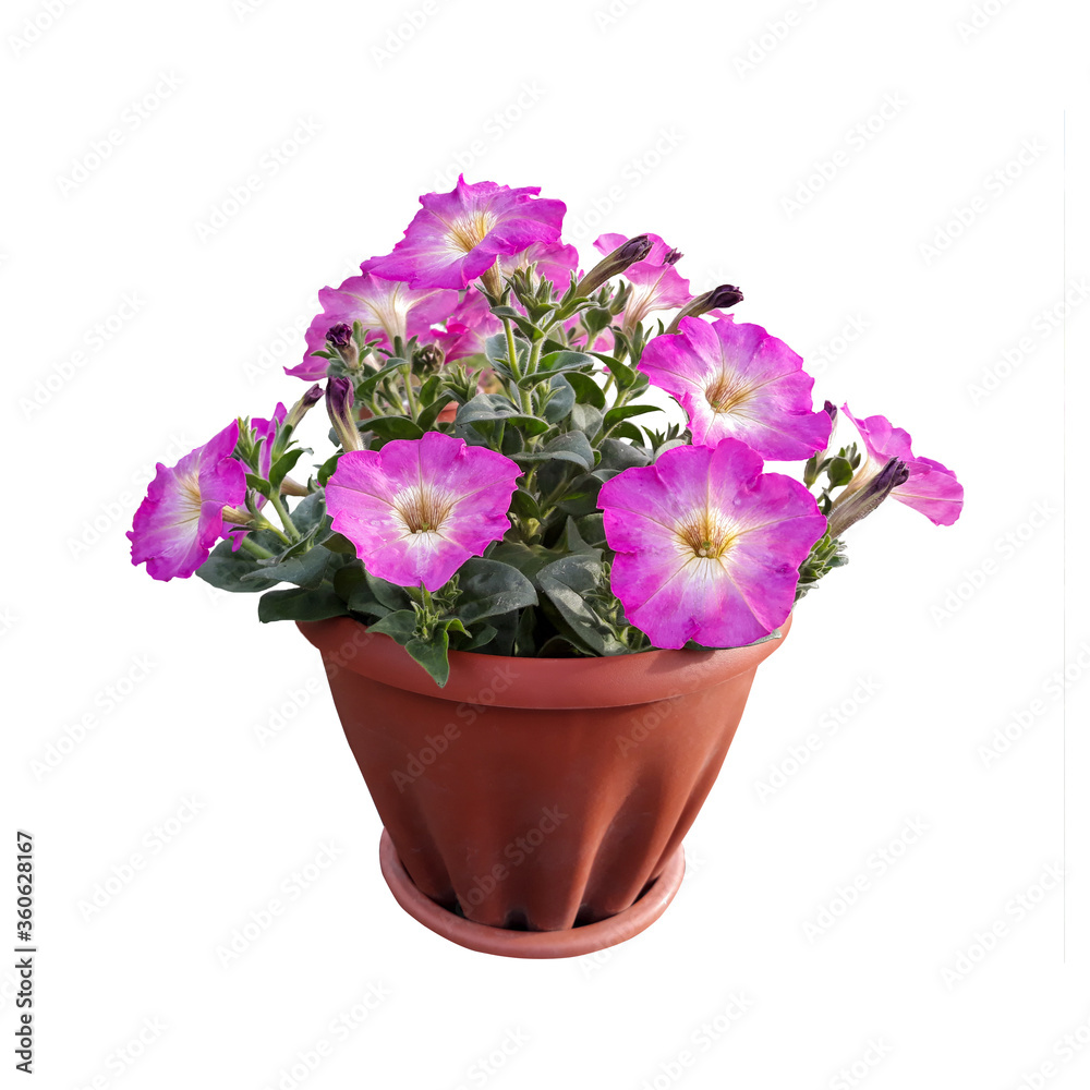 Bush of pink petunia in a flower pot on a white background. Isolated flower Bush of pink petunia in a flower pot on a white background. Isolated flower