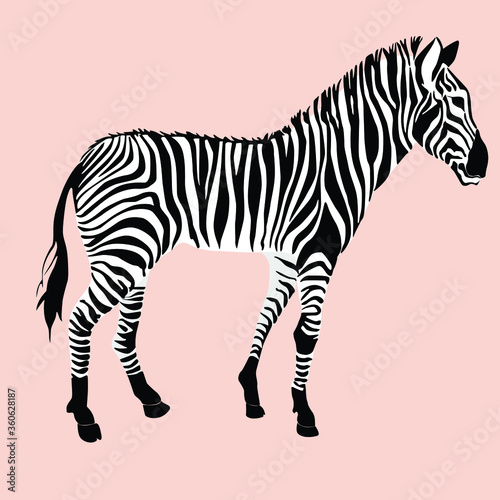 Fototapeta Naklejka Na Ścianę i Meble -  zebra vector illustration