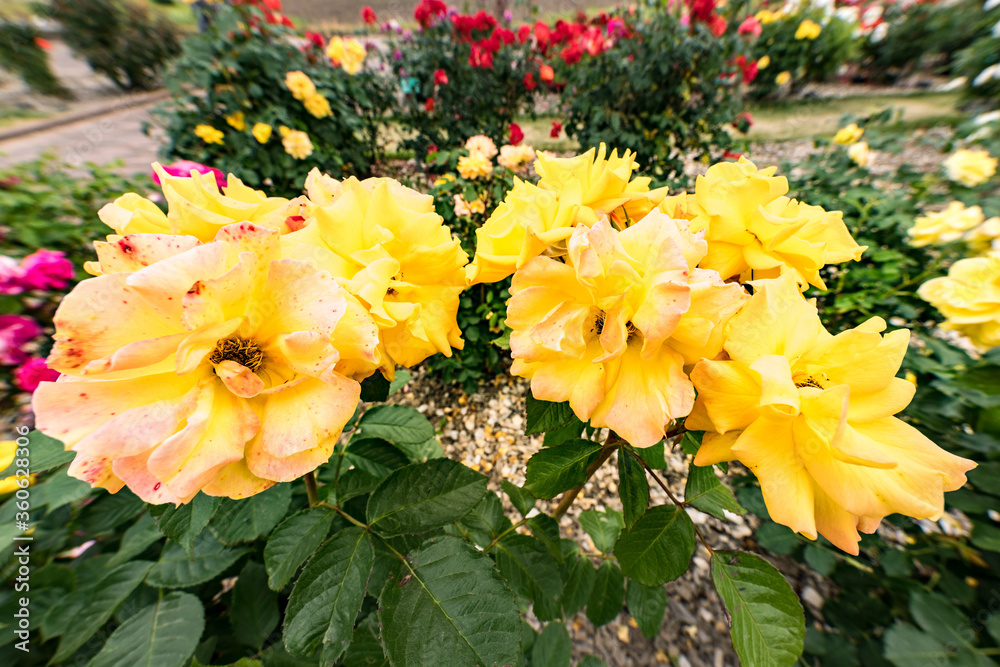 日本　バラ園の黄色いバラの花